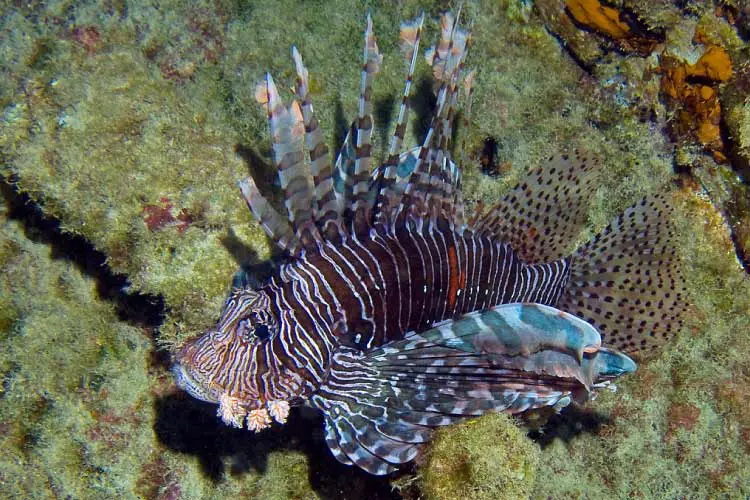 Lionfish at Mataora Wreck, Rarotonga