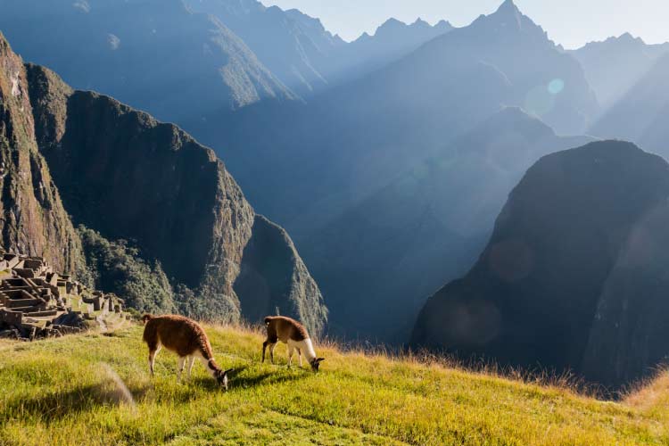 Llamas at Machu Picchu