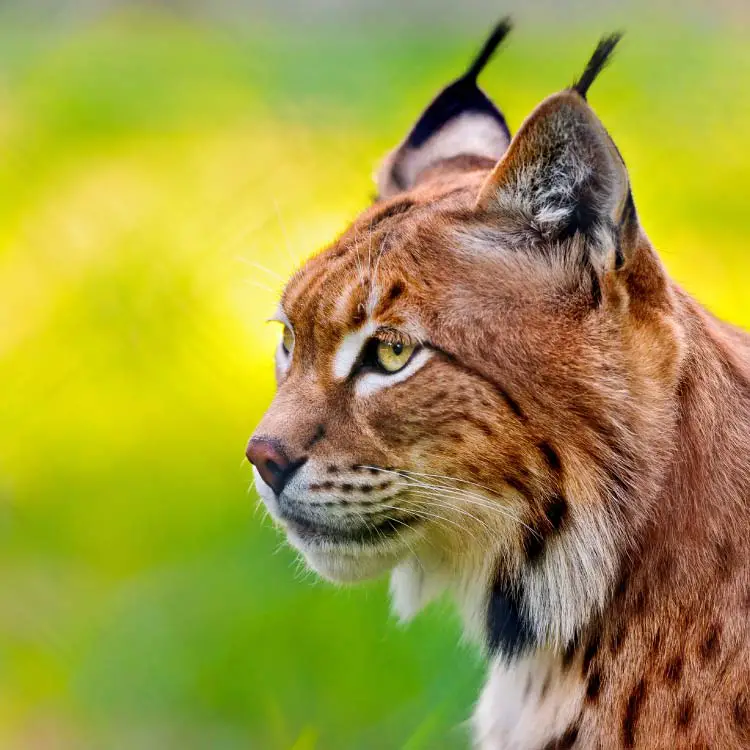 Luca the lynx, Filmtierpark Eschede, Lower Saxony