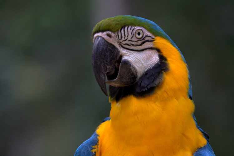Macaw Mountain Bird Park & Nature Reserve
