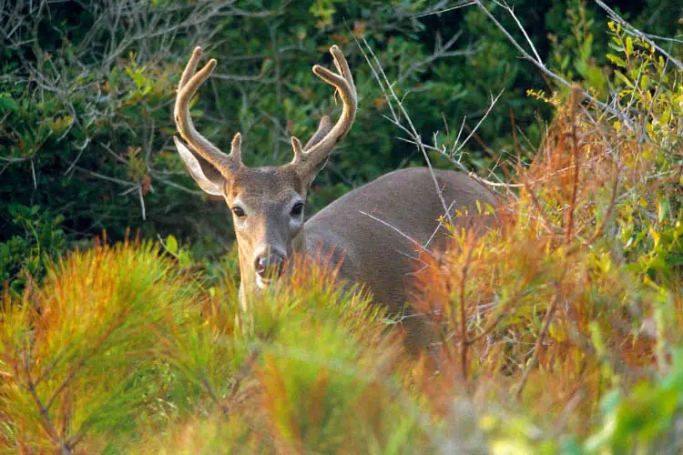 Male Deer in Dune Brush on Kiawah Island, South Carolina