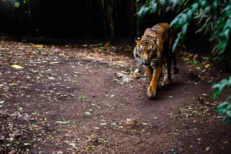 Melbourne Zoo