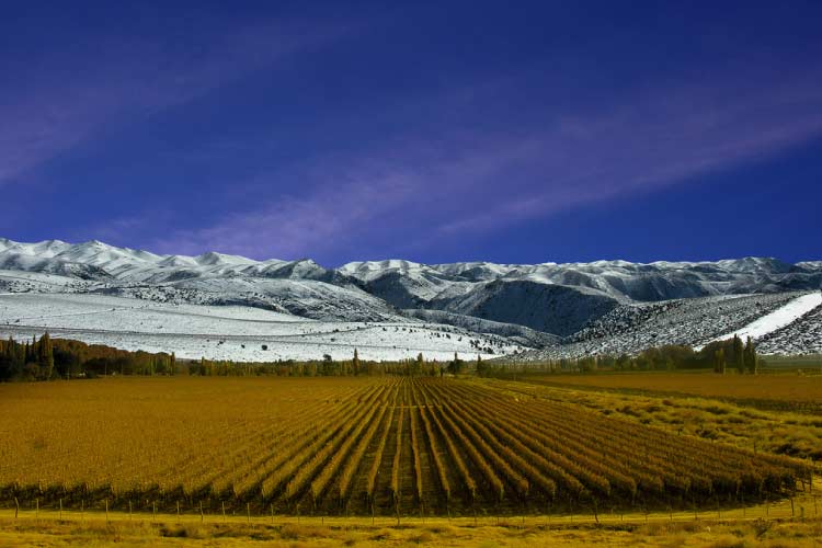 Mendoza Vineyard