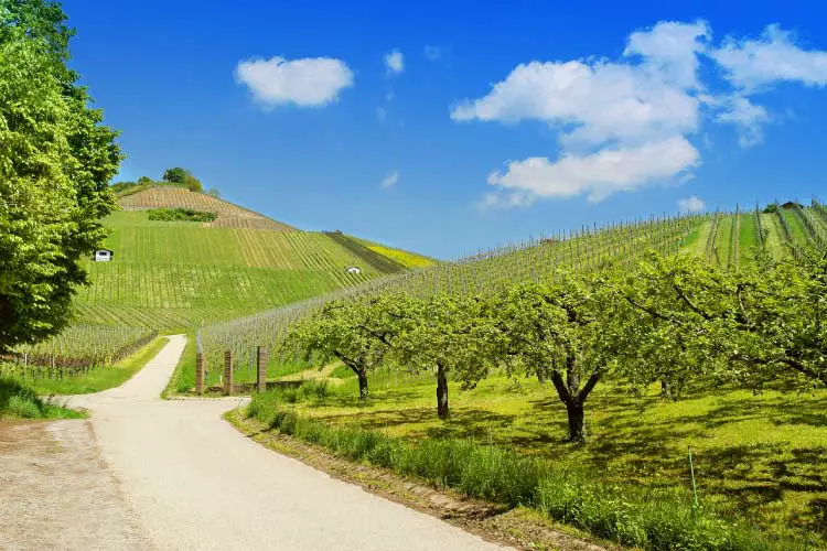 Neckarsulm Vineyards