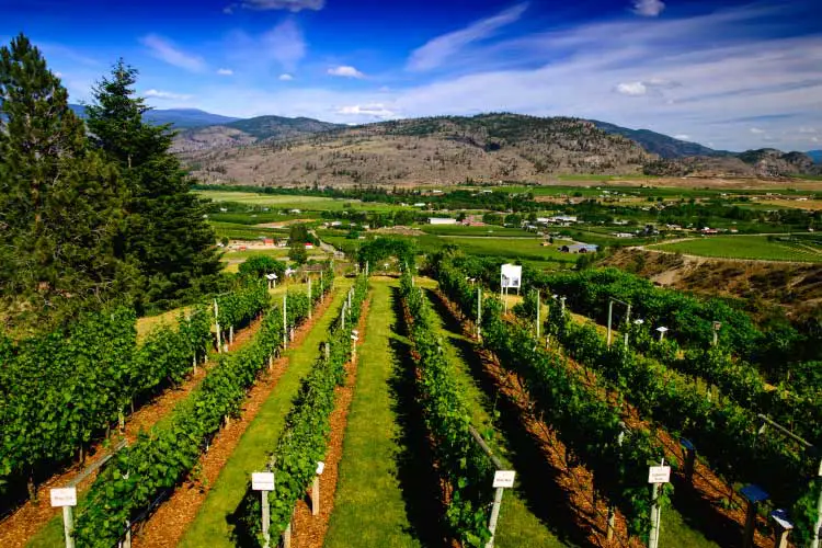 Okanagan Vineyard, BC, one of the best wine regions in the world