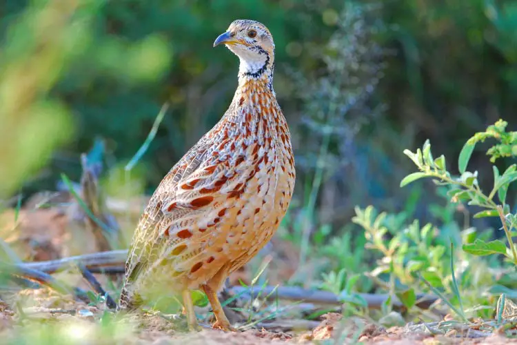 Orange River Francolin