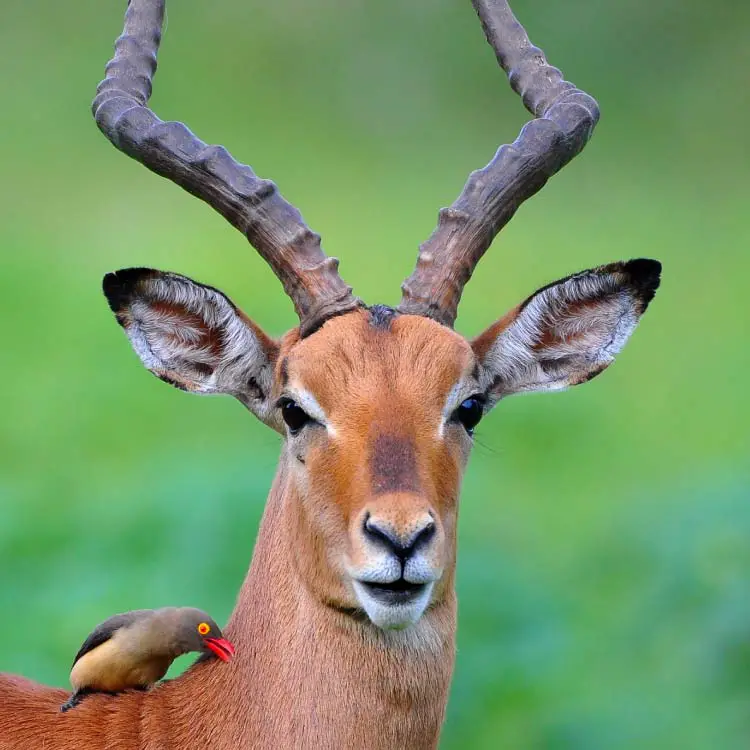 Red billed Oxpecker