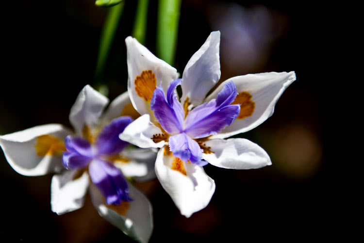 Royal Botanic Gardens, Melbourne