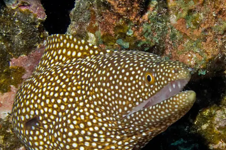 Spotted Moray at the Coral Gardens, Rarotonga