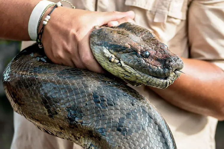 The head of a six-meter Anaconda