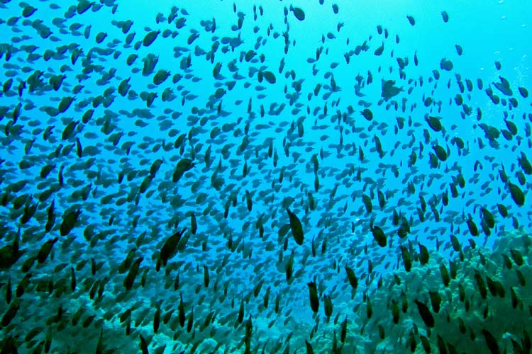 Thousands of reef fish on Mataora Wreck, Rarotonga