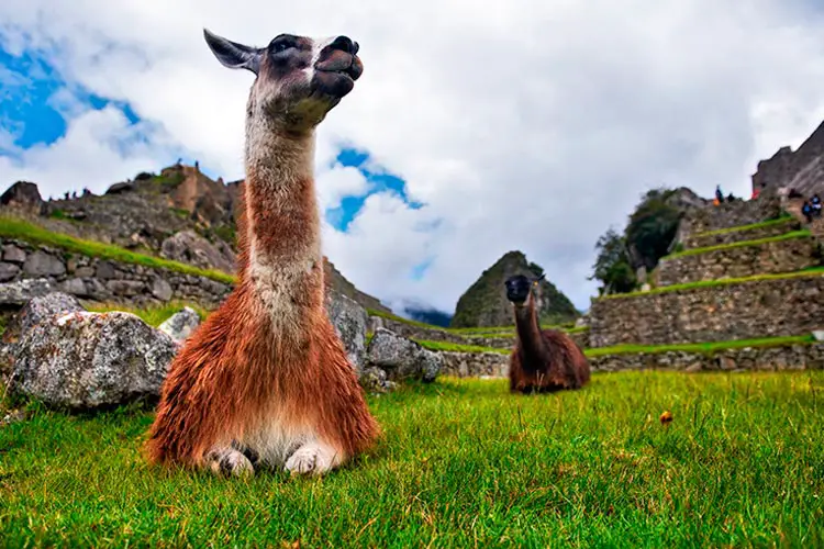 Two lamas sitting on the grass at the ancient city of Machu Pichu, Peru