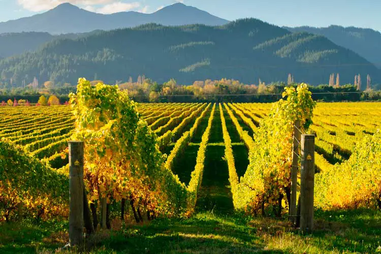 View of the vineyards in the Marlborough district of New Zealand