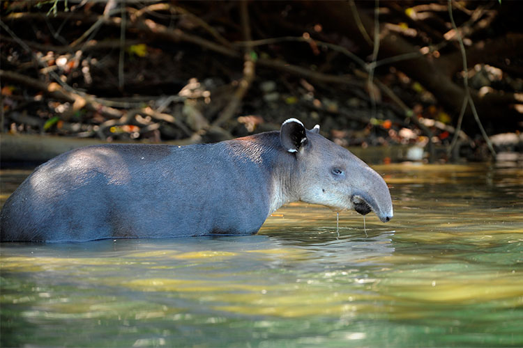Wild Tapir, Corcovado National Park, Costa Rica