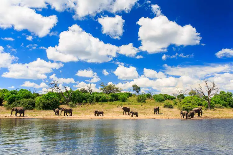 Elephants on the Zambizi