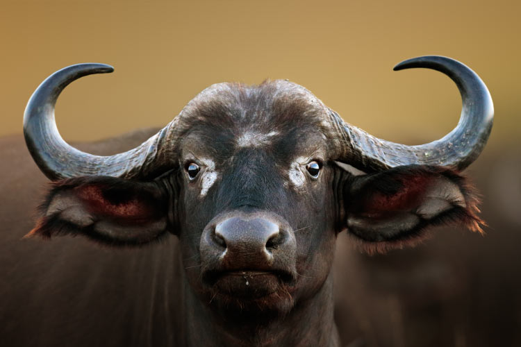 African Buffalo Cow, Kruger National Park