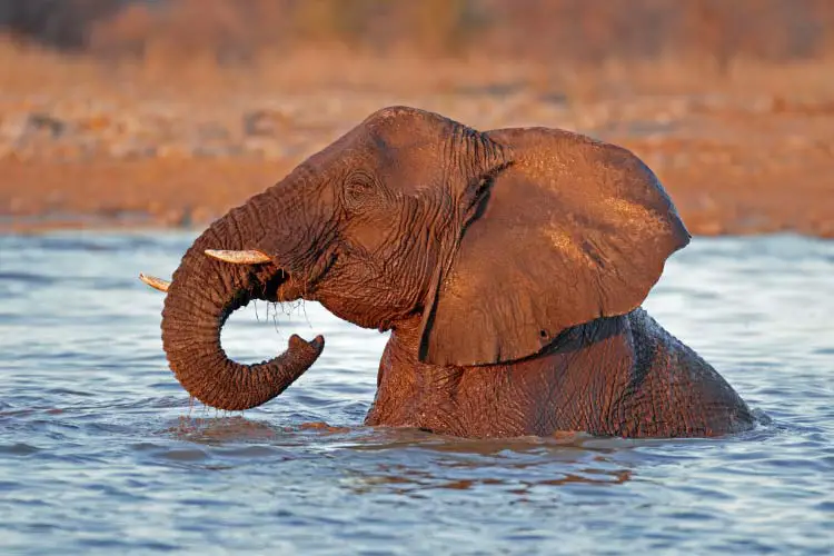African elephant playing in water, Etosha National Park, Namibia