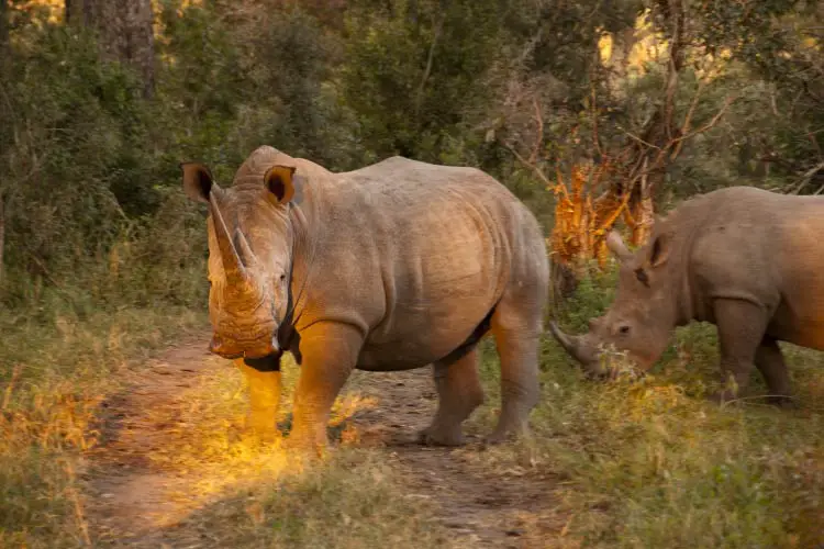 Rhino in Sabi Sands Game Reserve, South Africa