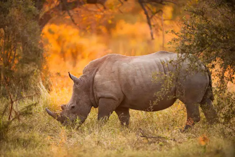 Rhinoceros in late afternoon, Kruger National Park one of the best game parks in Africa