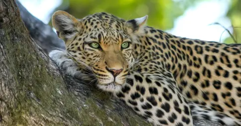 The Big 5 Cats and Where To Find Them