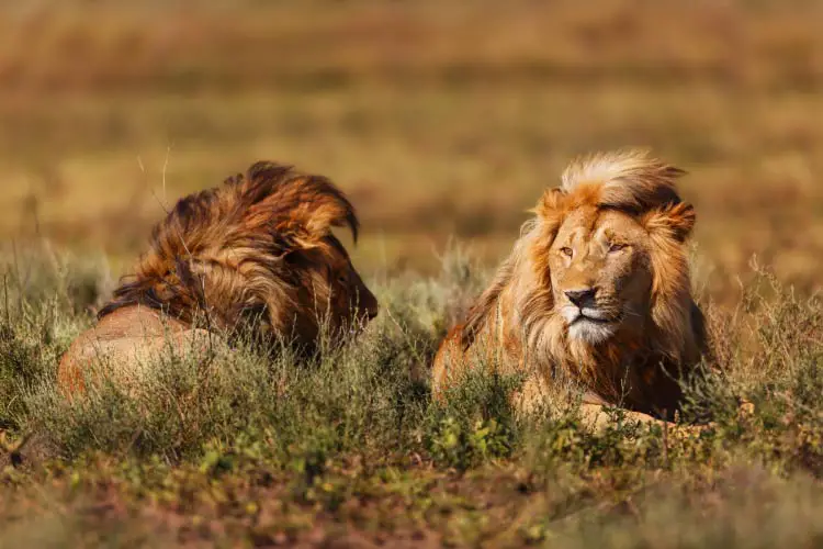 Two large lions in the long grass in the Ngorongoro Conservation Area, Tanzania