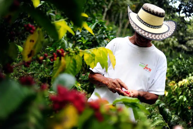 A coffee farmer inspects his crop in Colombia's southwestern Cauca department