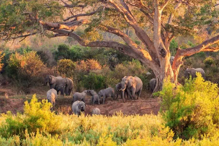 A herd of Elephant at the Kruger National Park in South Africa