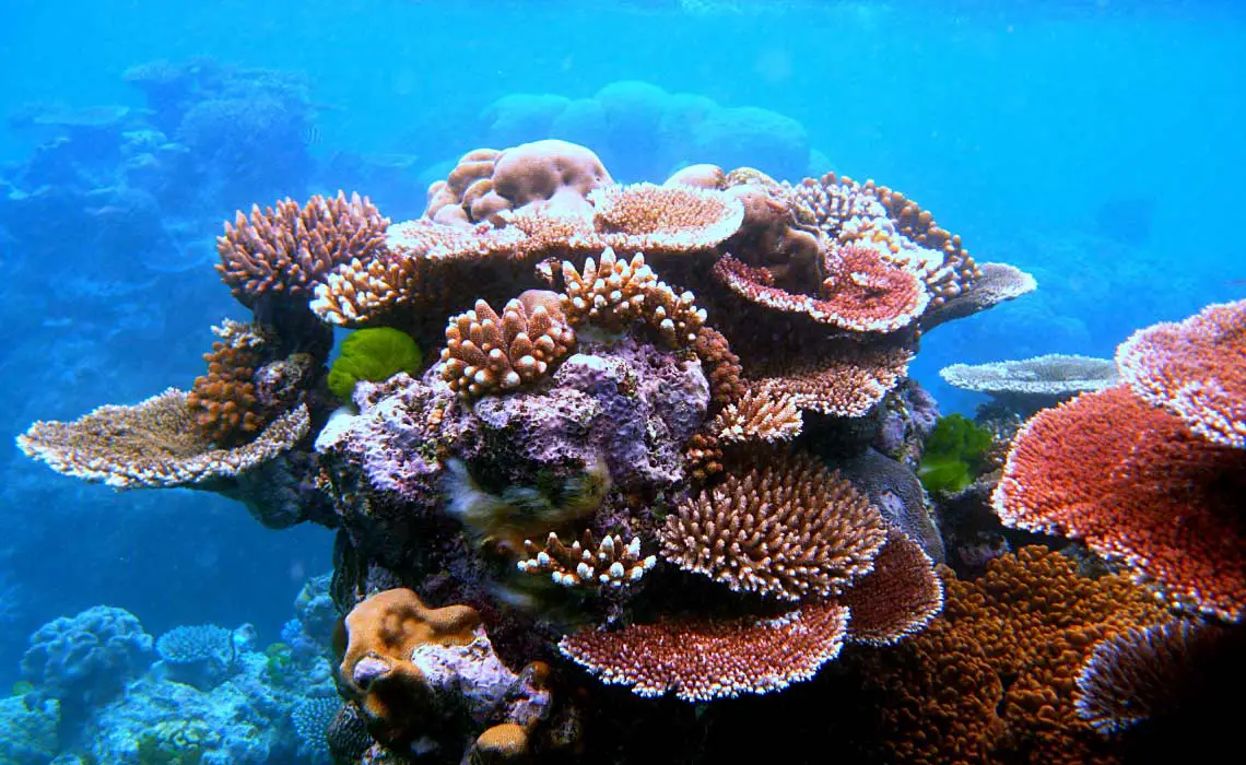 A variety of colourful corals on Flynn Reef near Cairns