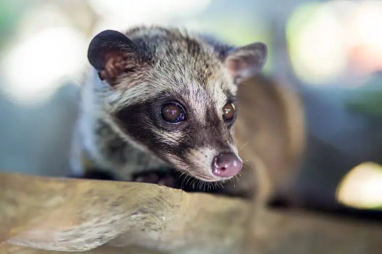 Asian Palm Civet produces Kopi luwak