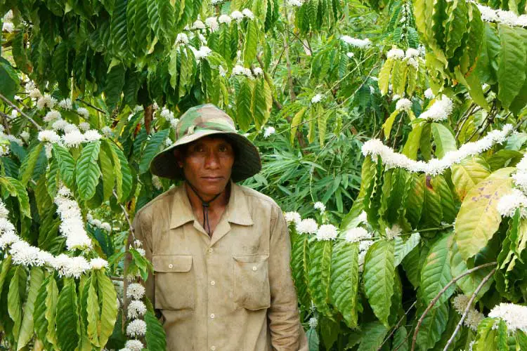 Farmer on a coffee plantation in Daklak, Vietnam