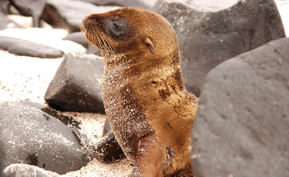 Baby sea lion on the Galapagos Islands