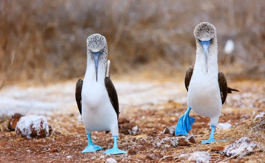 Blue Footed Booby - Galapagos - Ecuador