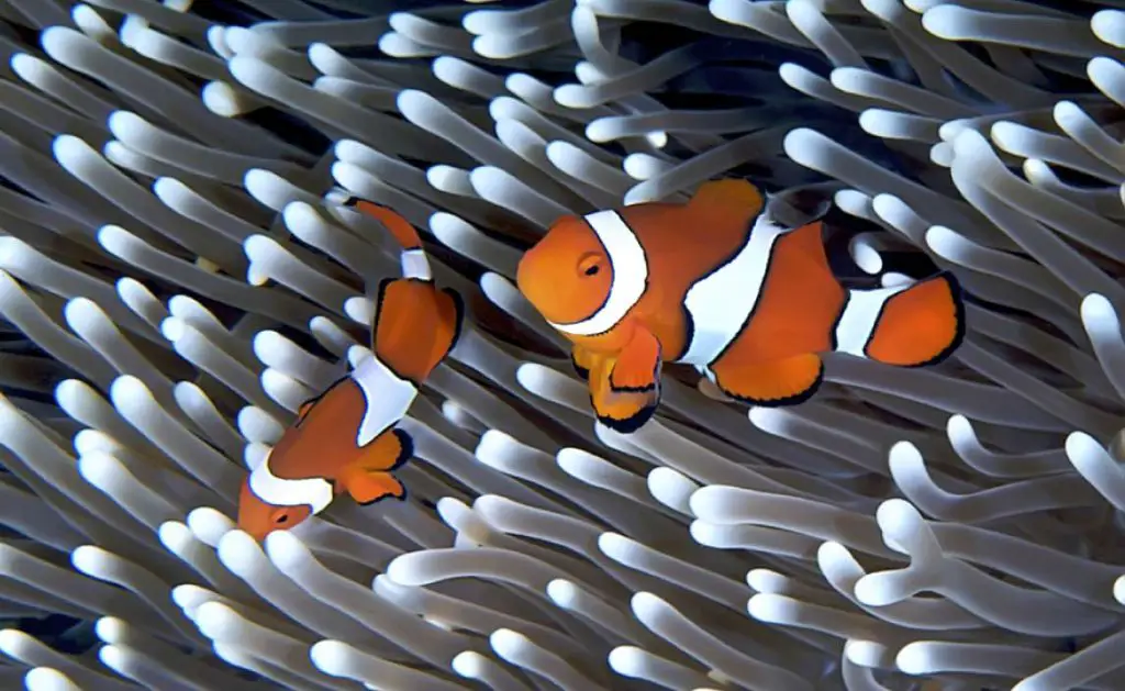 Clown Fish on the Great Barrier Reef