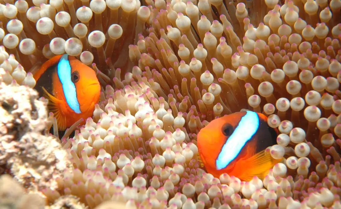 Clownfish on the Great Barrier Reef