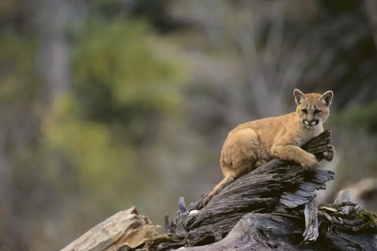 Cougar Cub