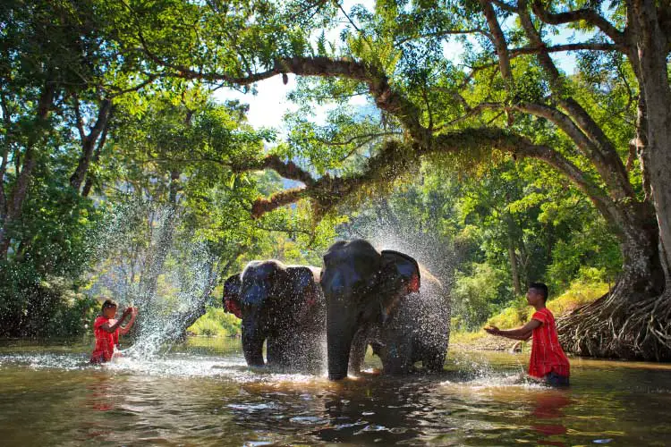 Elephant Bathing in Sangkhlaburi, Kanjanaburi