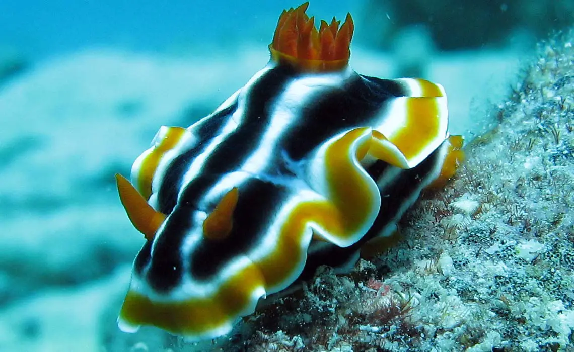 Elisabeths Chromodoris