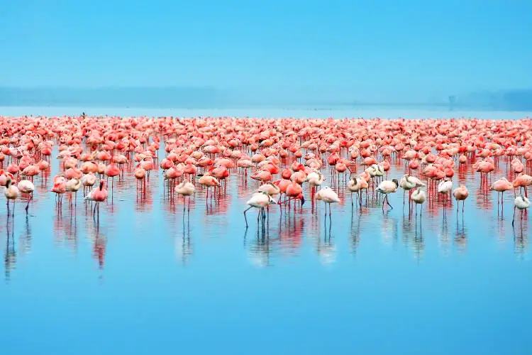 Flocks of flamingo at Lake Nakuru, Kenya