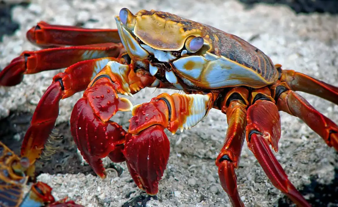 Galapagos Crab