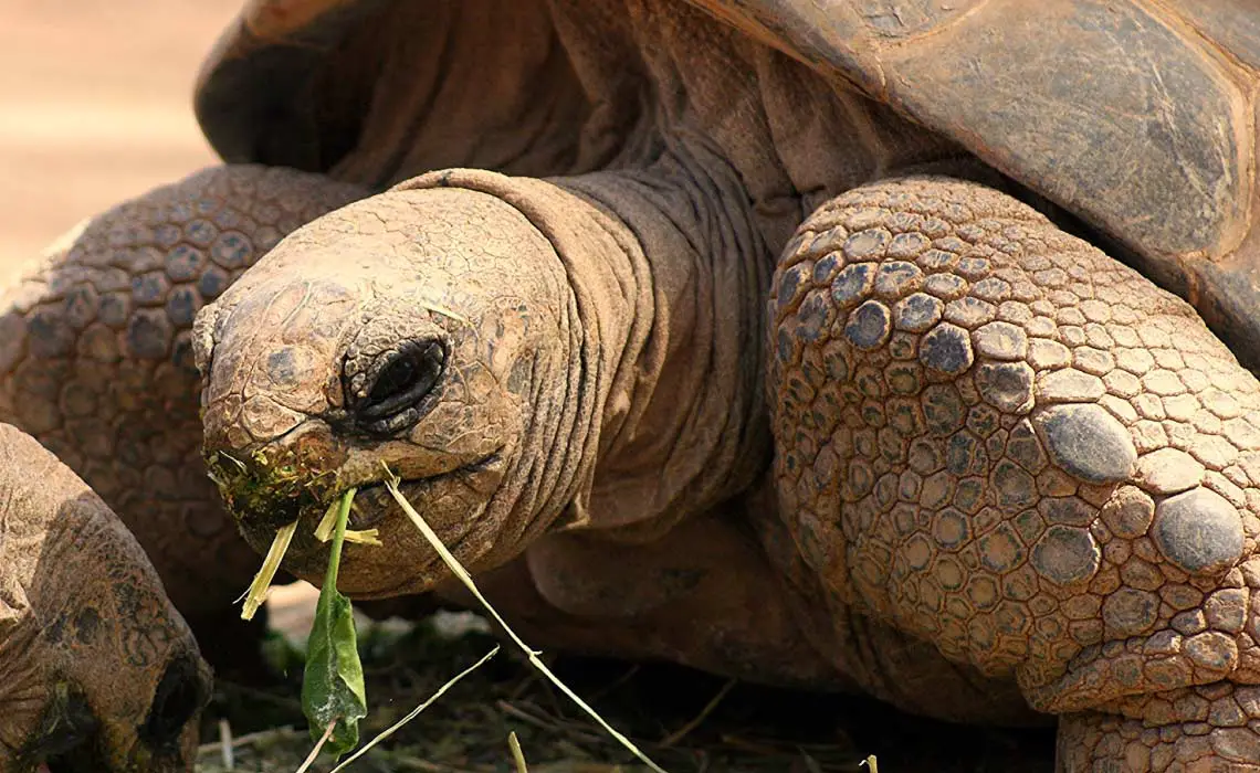 Galapagos Giant Tortoise