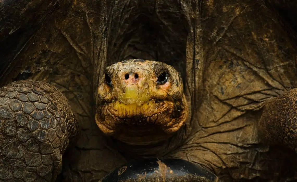 Galapagos Tortoise