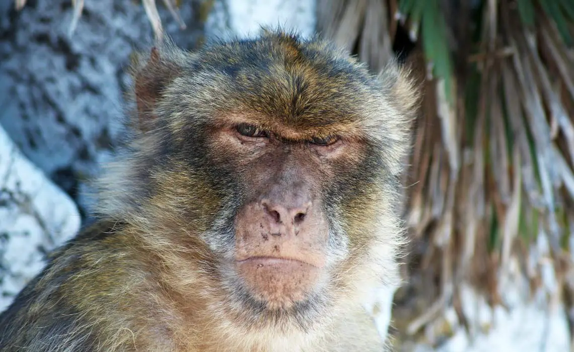 Gibraltar's Monkey