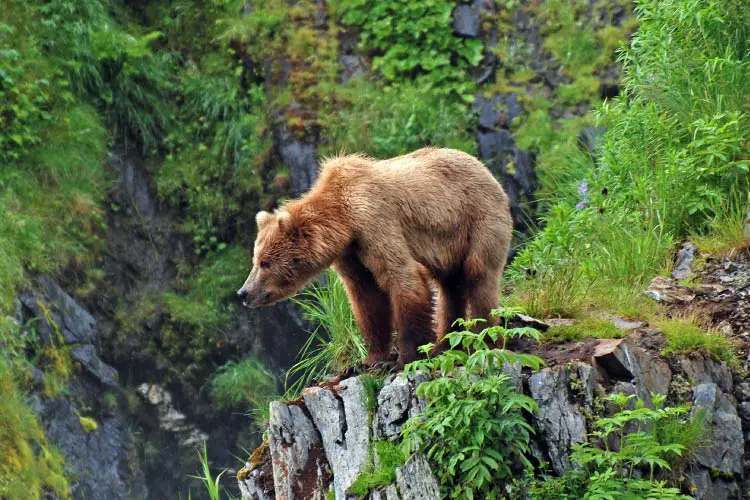 Grizzly Bear on Fraser Lake, Kodiak Island, Alaska