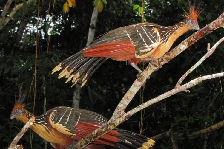 Hoatzins in Yasuni National Park, Amazon, Ecuador