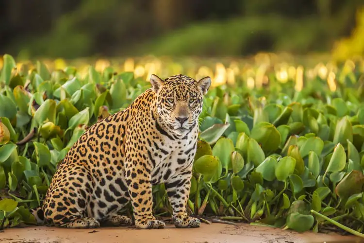 Jaguar in the Brazilian Amazon