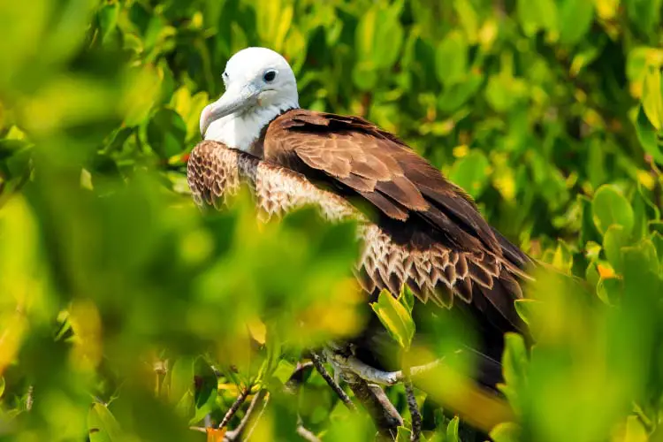 Juvenile Frigate bird on Contoy Island National Park