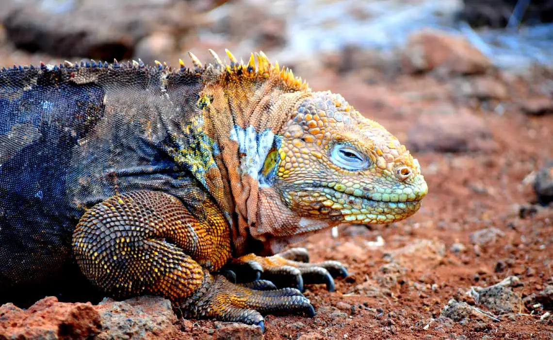 Land Iguana Close Up