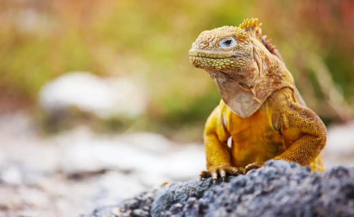 Land Iguana, Galapagos Islands