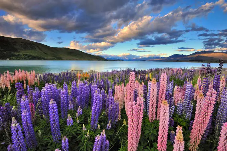 Lupins on the shore of Lake Tekapo