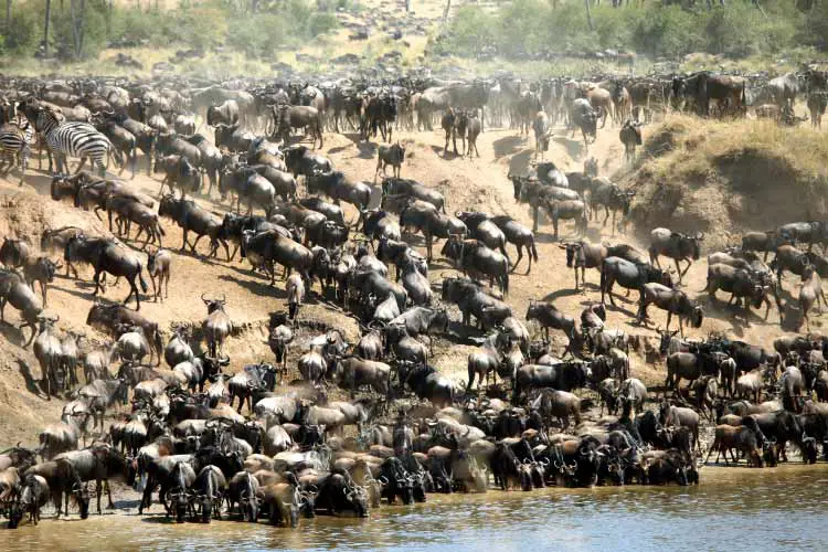 Maasai Mara Wildebeest Migration